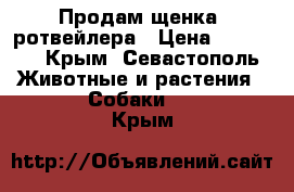 Продам щенка  ротвейлера › Цена ­ 20 000 - Крым, Севастополь Животные и растения » Собаки   . Крым